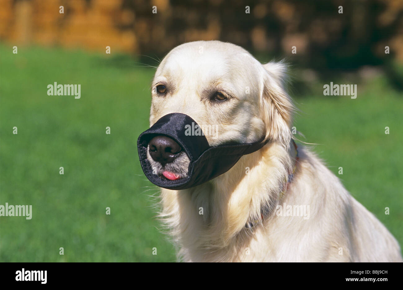 golden retriever muzzle