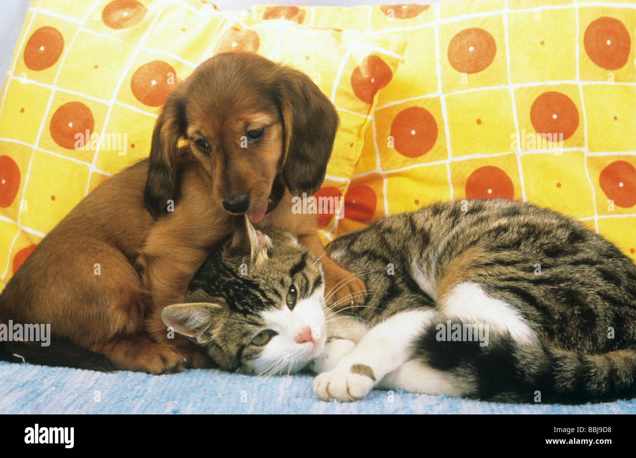 animal friendship: longhaired Dachshund dog - puppy smooching with domestic cat Stock Photo