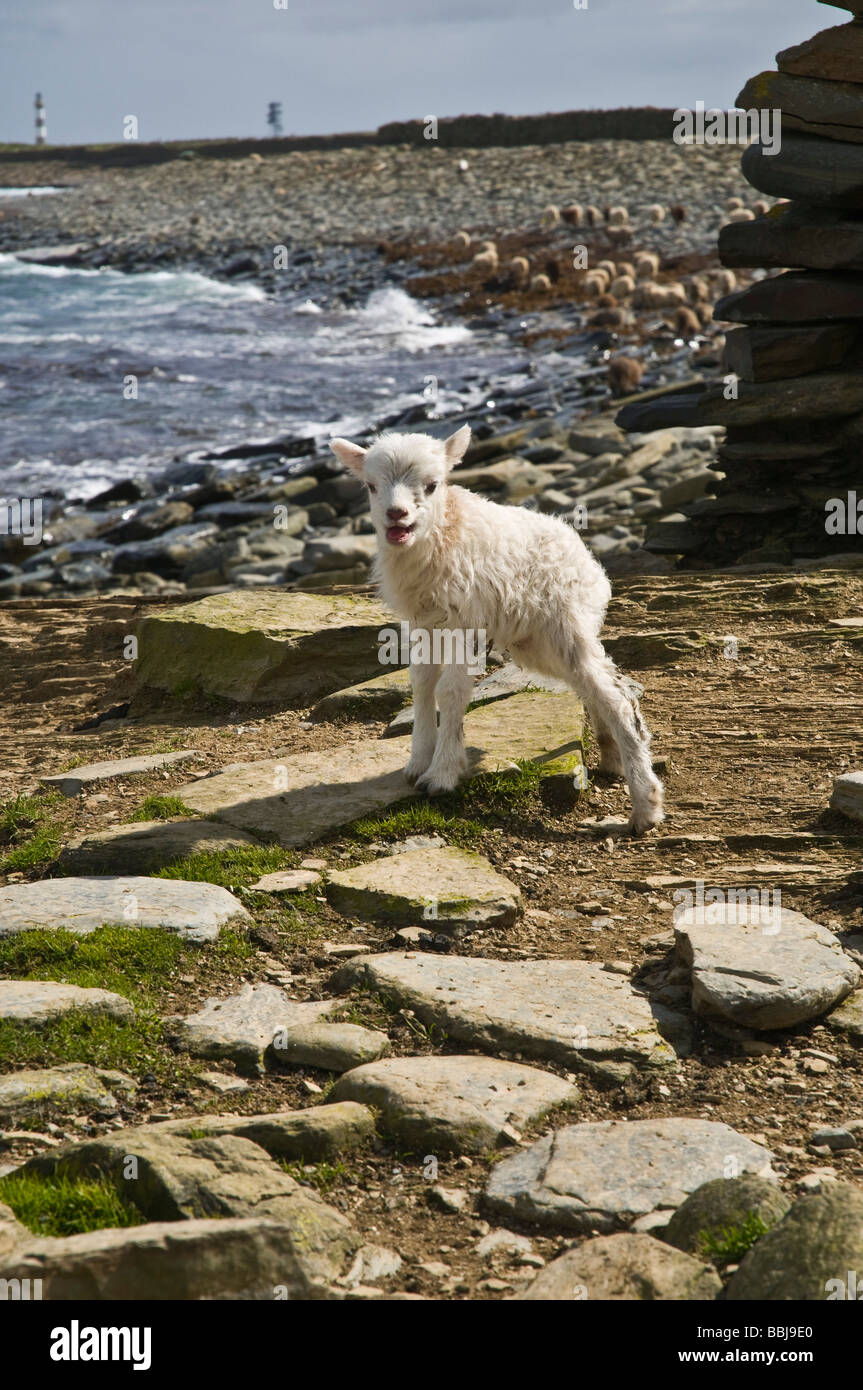 dh Lindswick NORTH RONALDSAY ORKNEY North Ronaldsay white lamb standing on rocks above beach Stock Photo