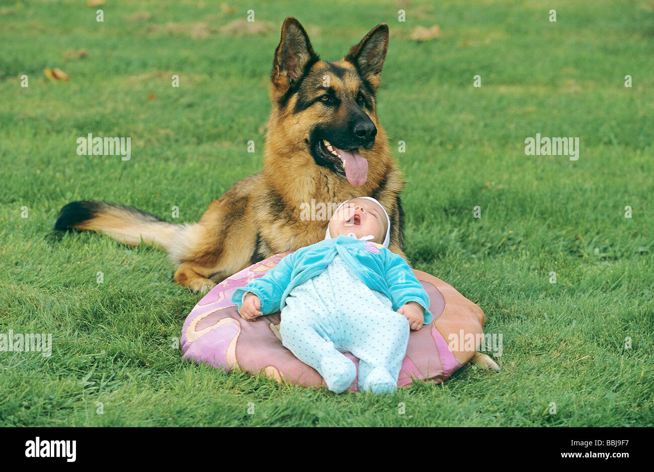 german shepherd good with babies