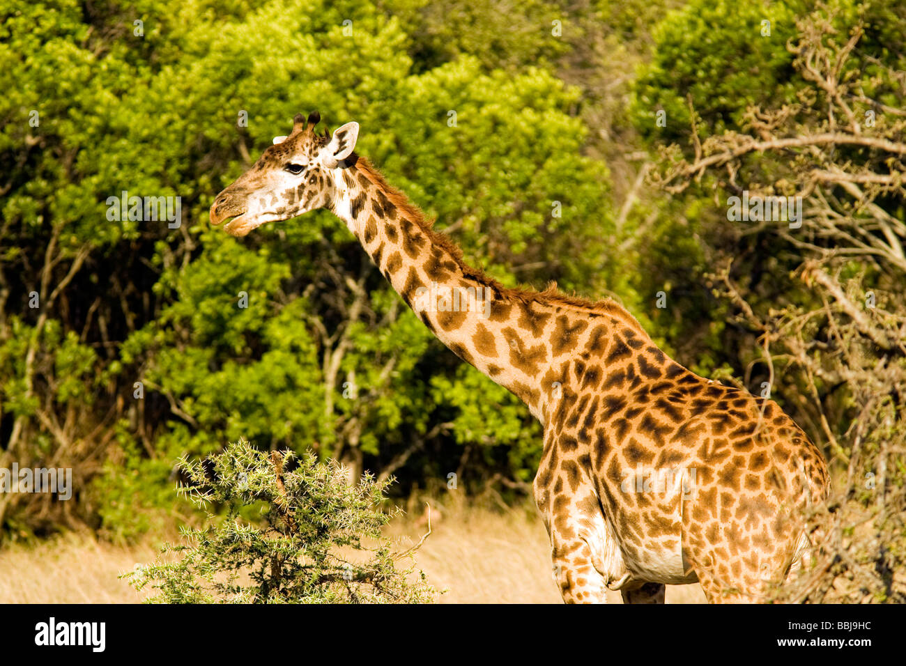 Masai Giraffe - Serengeti National Park, Tanzania Stock Photo
