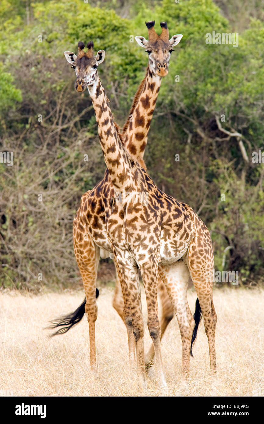 Pair of Masai Giraffe - Serengeti National Park, Tanzania Stock Photo