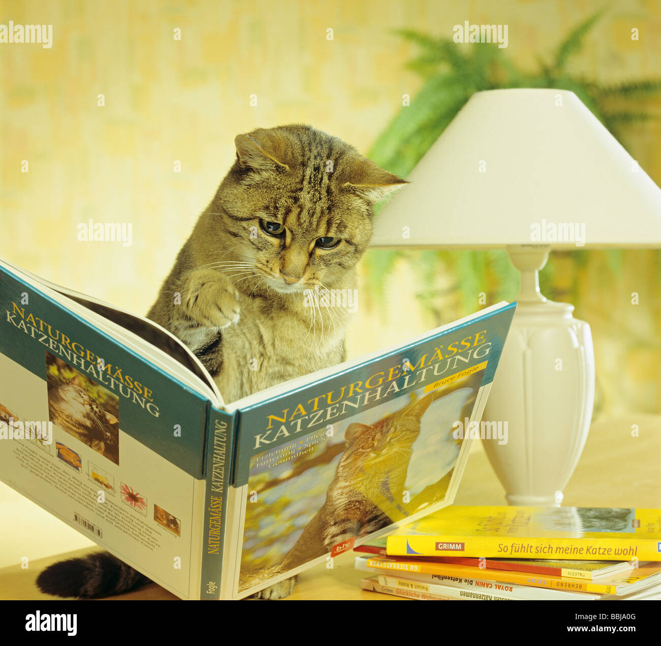 Cat with book hi-res stock photography and images - Alamy