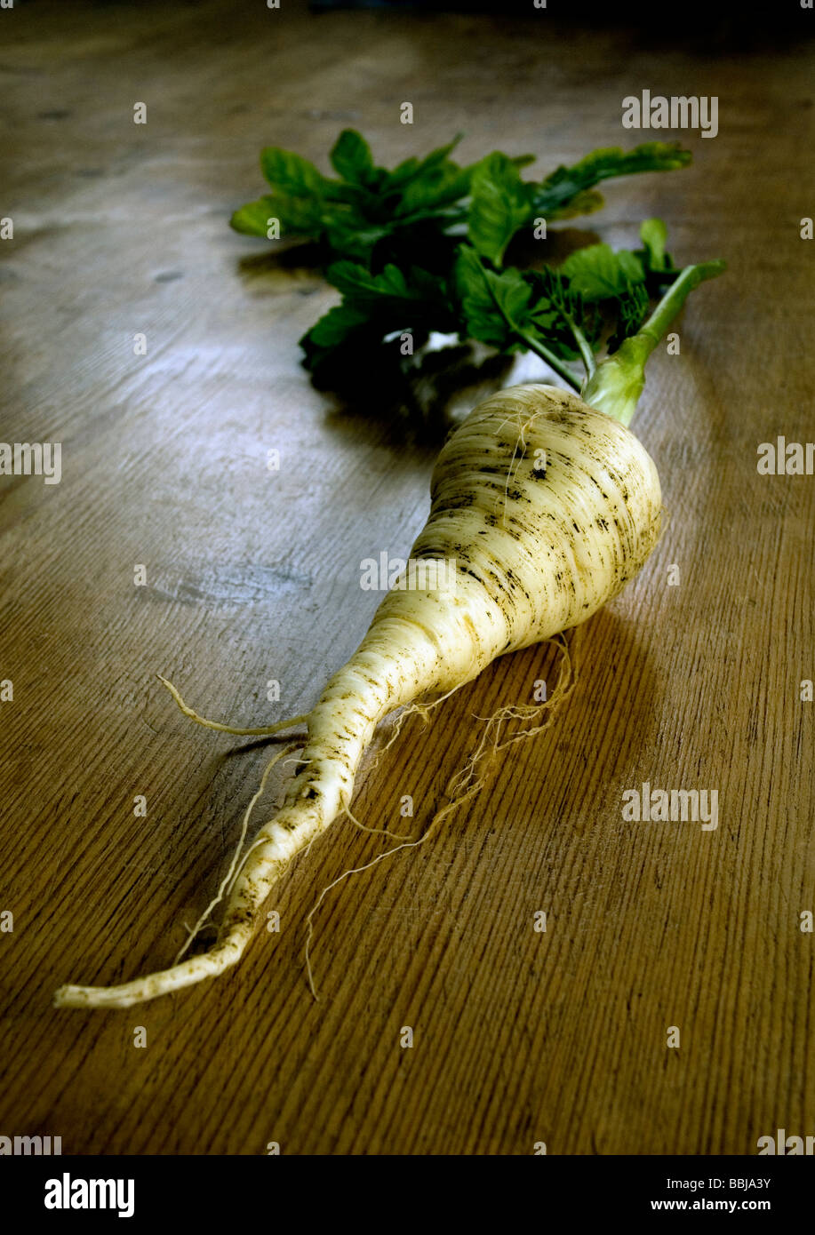 A FRESHLY PULLED PARSNIP COMPLETE WITH LEAVES AND EARTH SHOT ON A WOODEN KITCHEN TABLE Stock Photo
