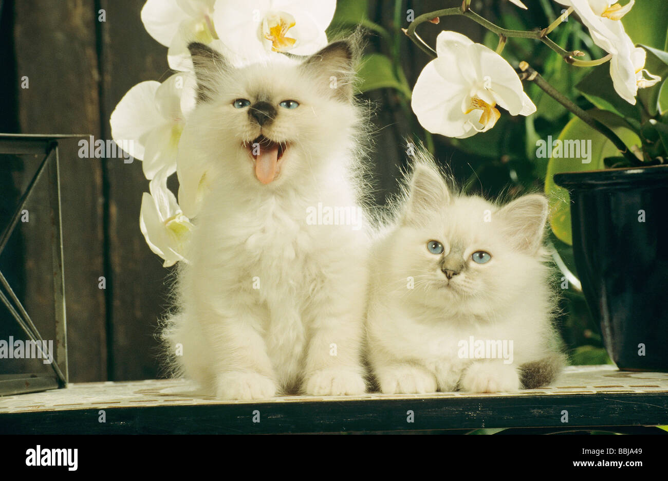 Sacred cat of Burma - two kittens in front of orchids Stock Photo