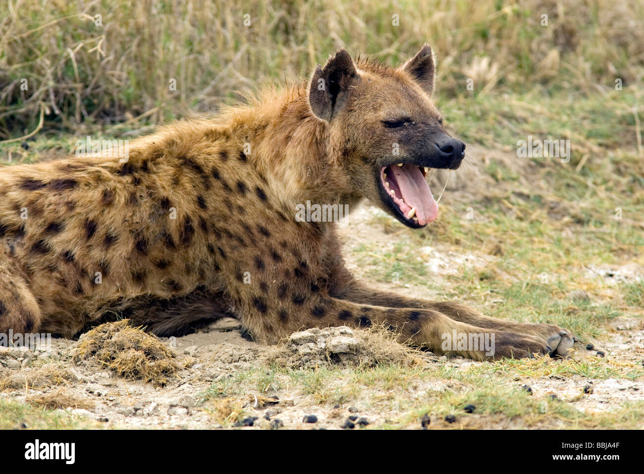Spotted hyena yawning - Ngorongoro Crater, Tanzania Stock Photo