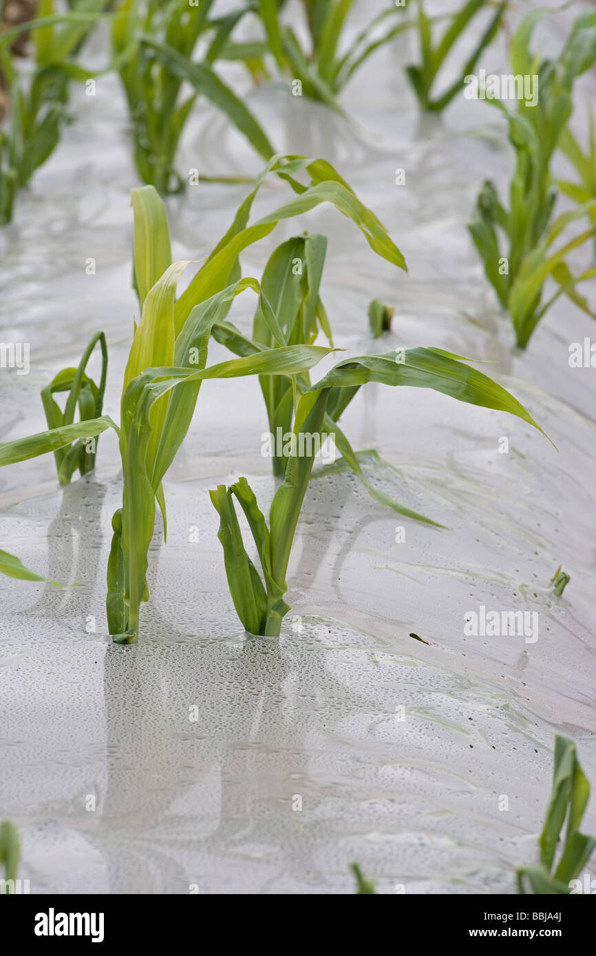 Maize being grown under plastic for use as winter feed for dairy cows Stock Photo