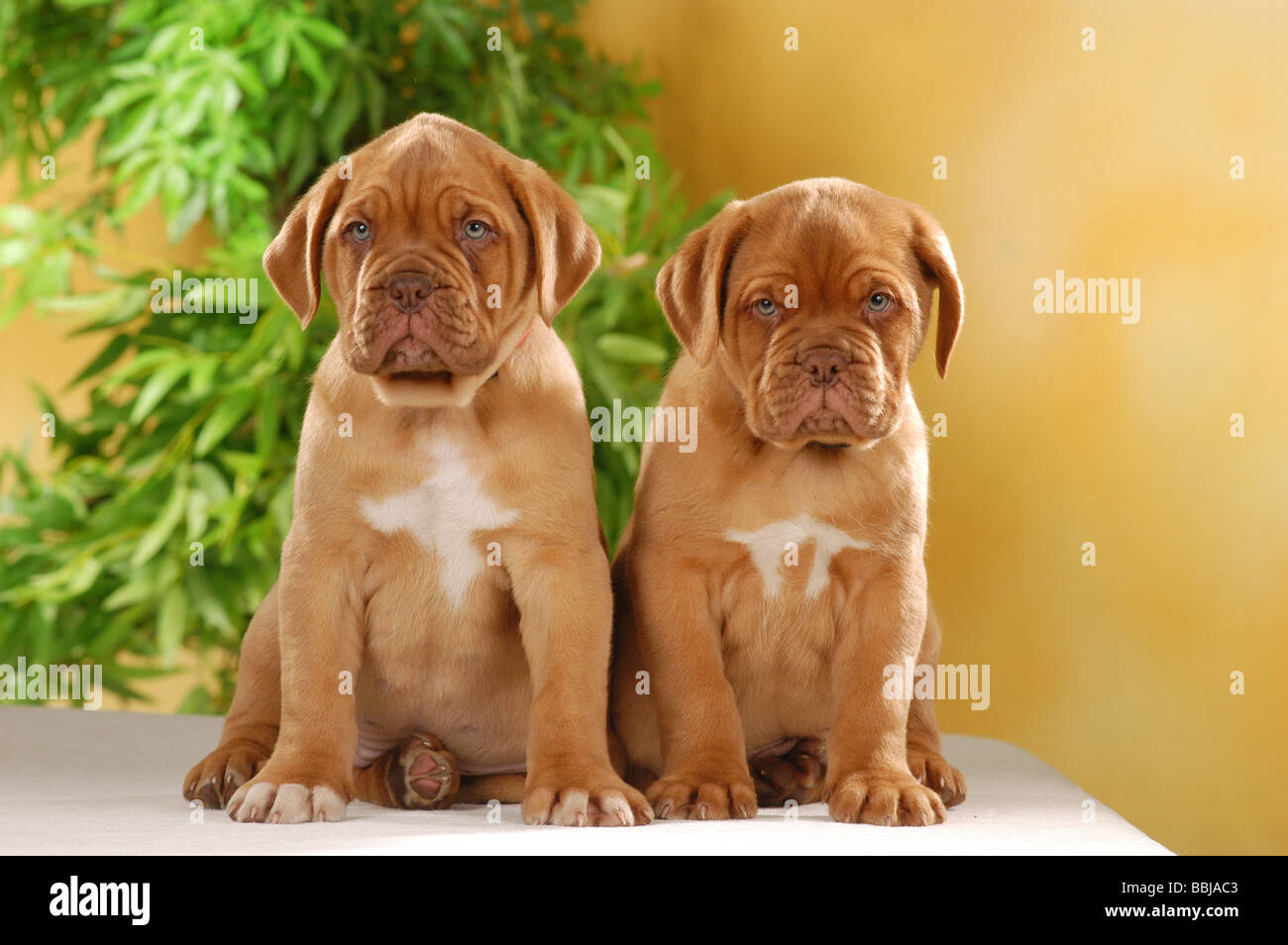 French mastiff dog two puppies sitting Stock Photo Alamy