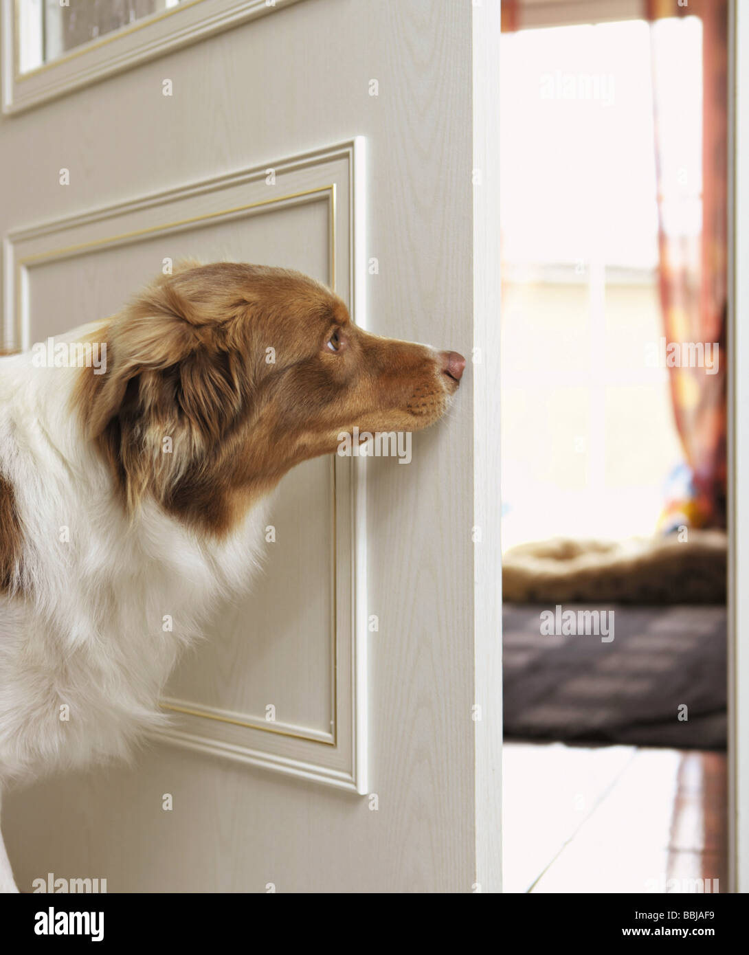 Australian Shepherd dog standing behind the door Stock Photo Alamy