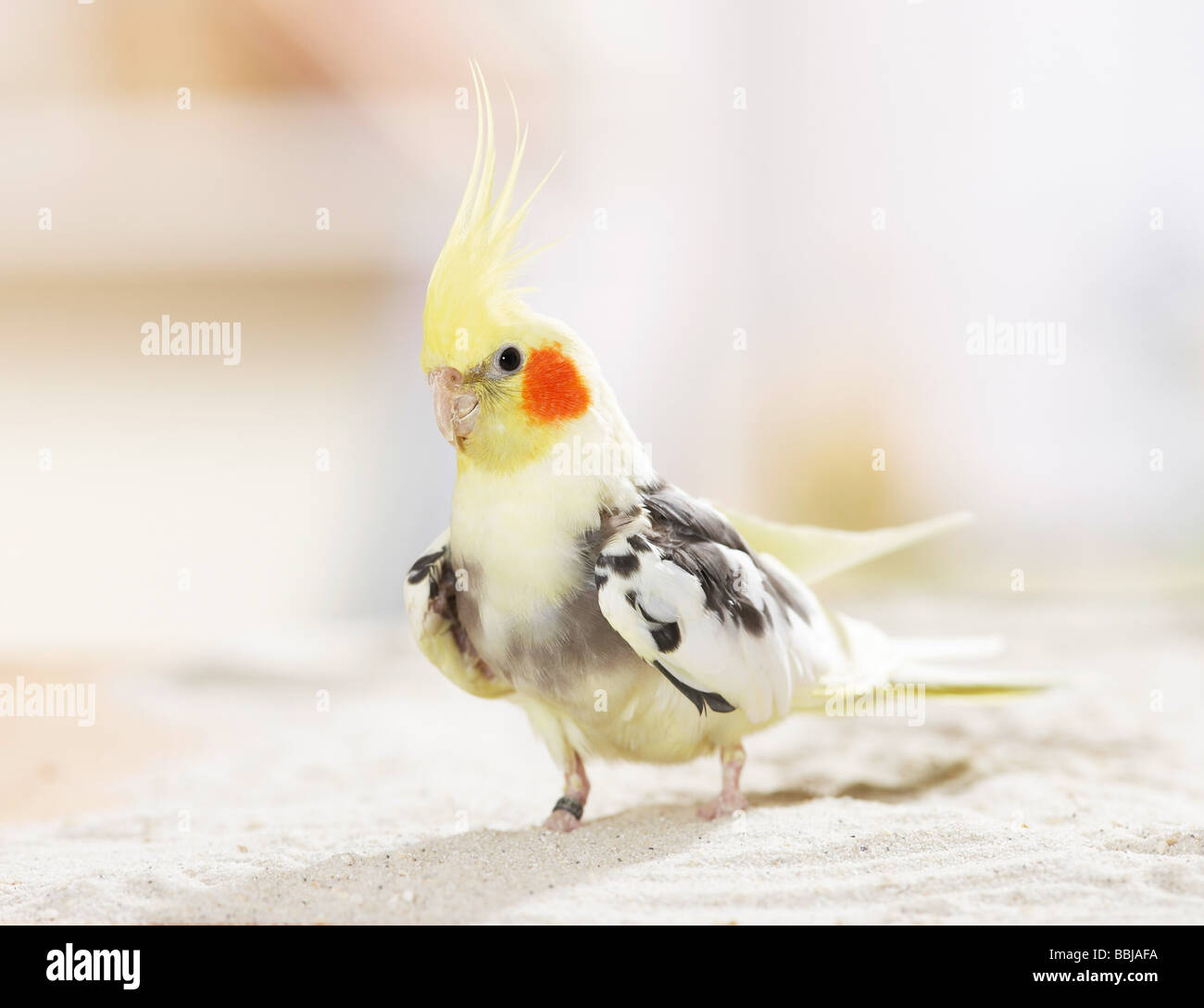Cockatiel (Nymphicus hollandicus). Adult bird standing on sand Stock ...
