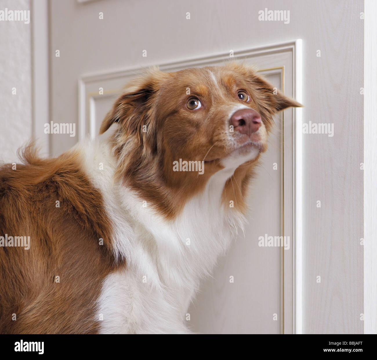 Australian Shepherd dog standing at door Stock Photo Alamy