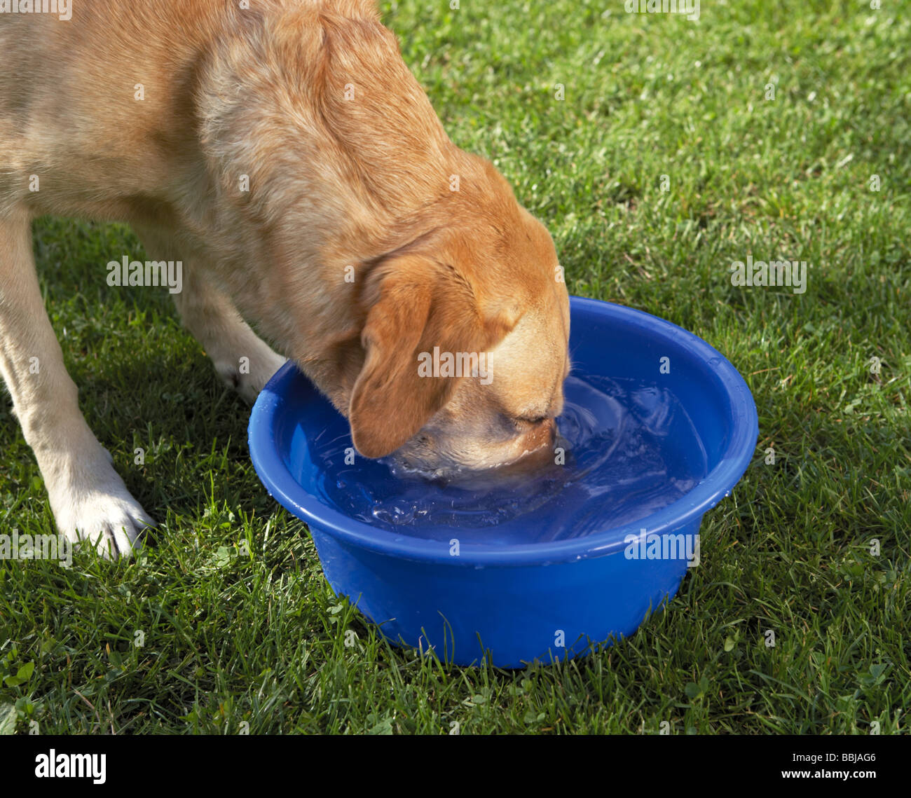 Labrador Retriever dog - drinking Stock Photo