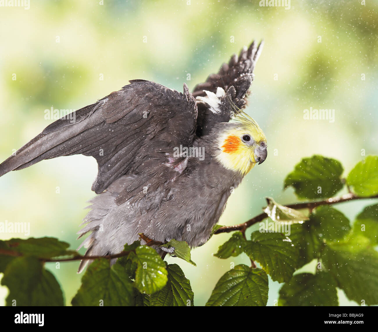 Cocketeil Flying Cockatiel Flying High Resolution Stock Photography and Images - Alamy