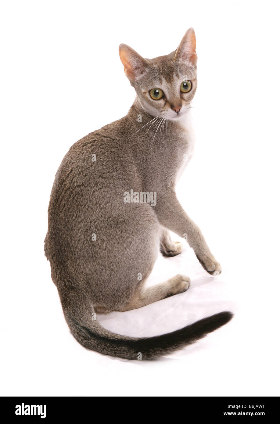 Singapura Cat High Resolution Stock Photography and Images Alamy