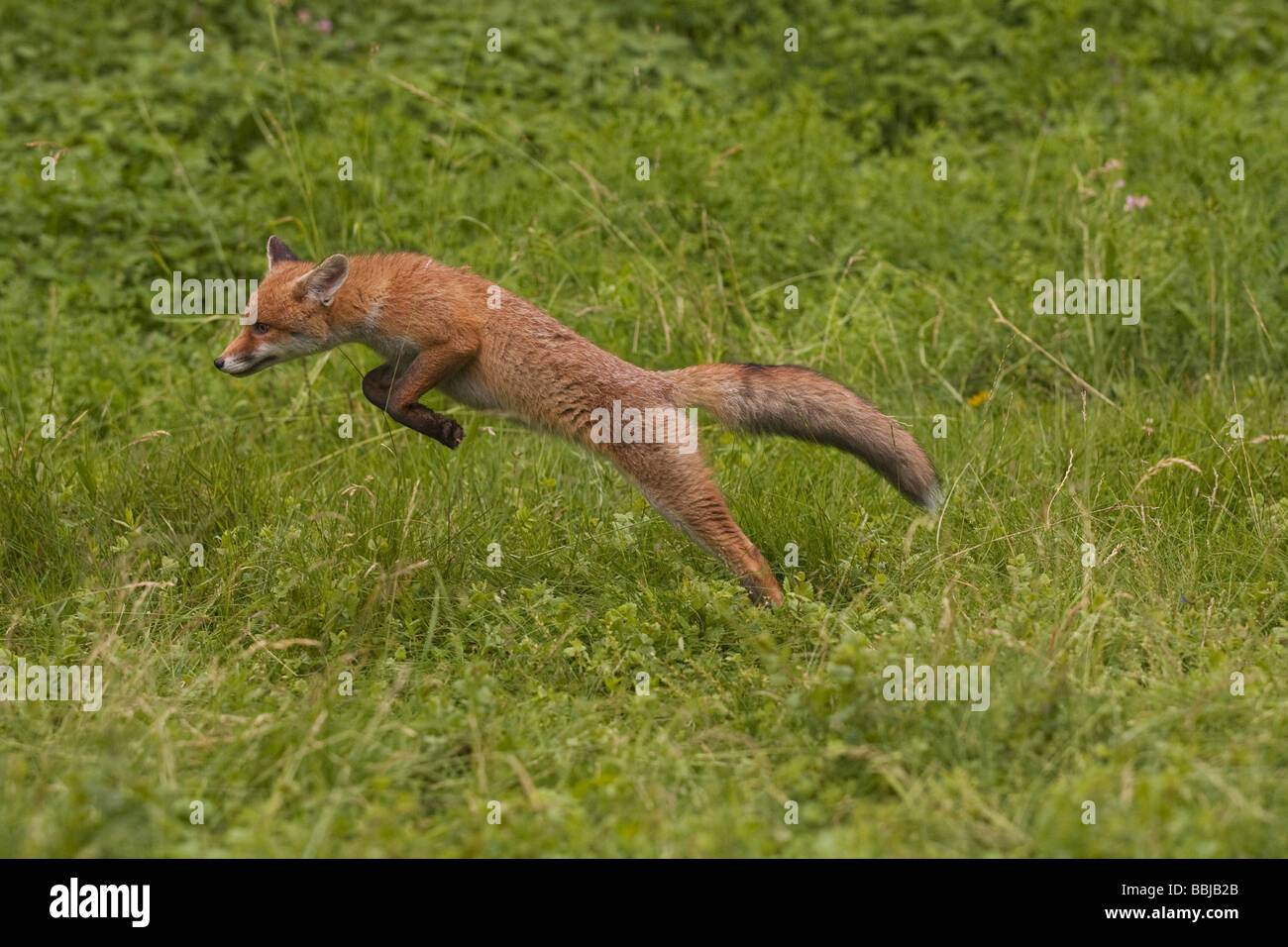red fox jumping (part 1) / Vulpes vulpes Stock Photo Alamy