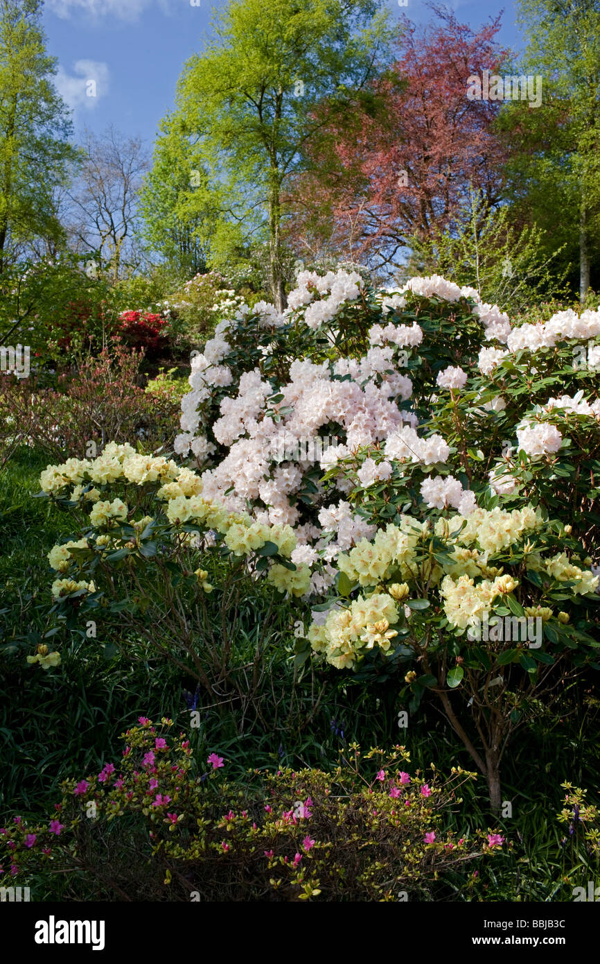 Rhododendrons 'Kirrin' 'Goldkrone' and 'Unique' Stock Photo