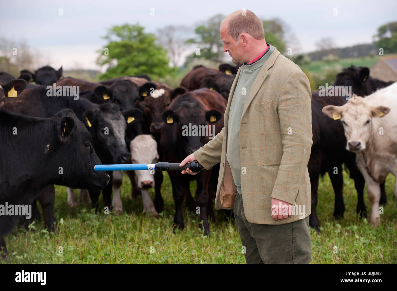Farmer in field reading electronic cattle tags with an electronic tag