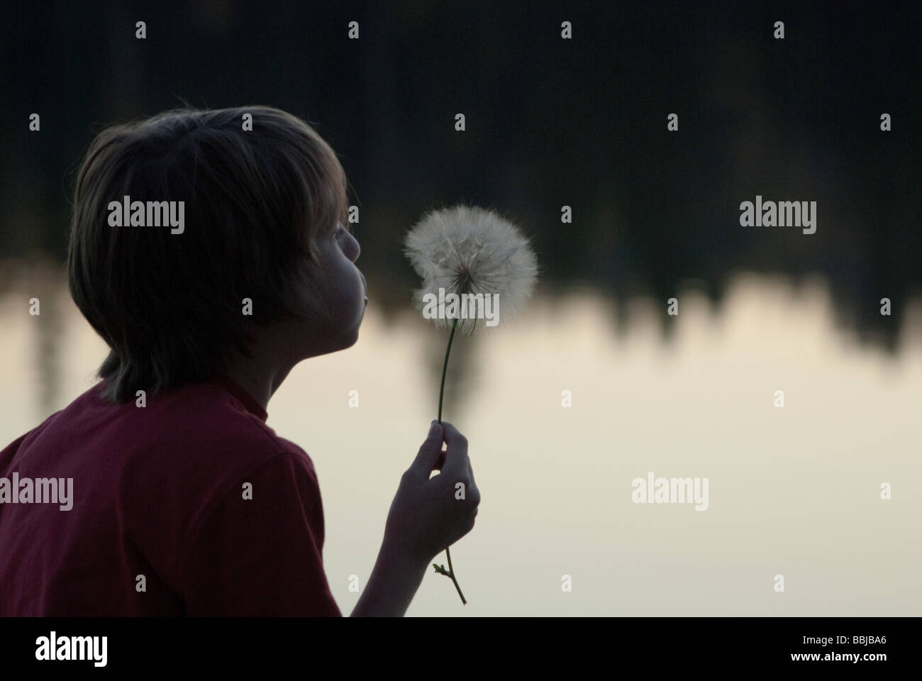 10 year old boy blowing seeds from goat's beard at sunset, Lake Katherine, Riding Mountain National Park, Manitoba Stock Photo