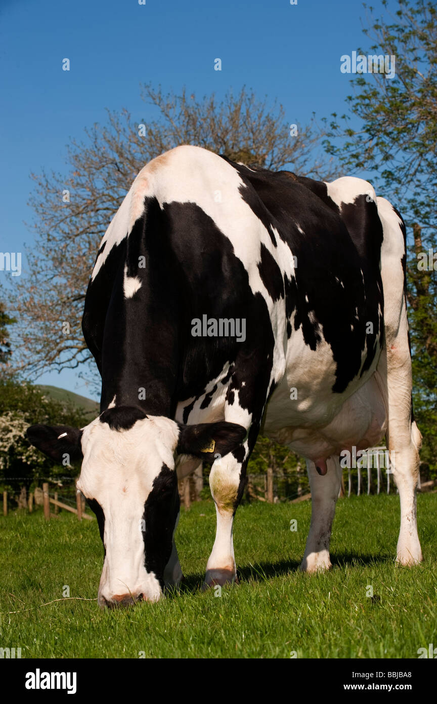 Holstein dairy cow grazing grass Cumbria Stock Photo Alamy