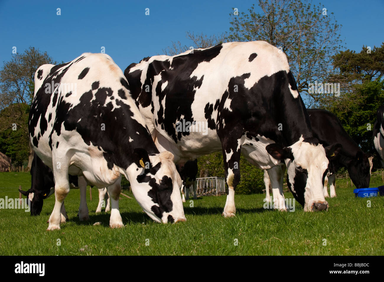 Holstein dairy cattle grazing grass Cumbria Stock Photo Alamy