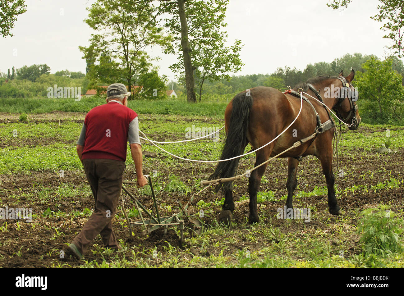 farmer and horse ploughing Stock Photo Alamy