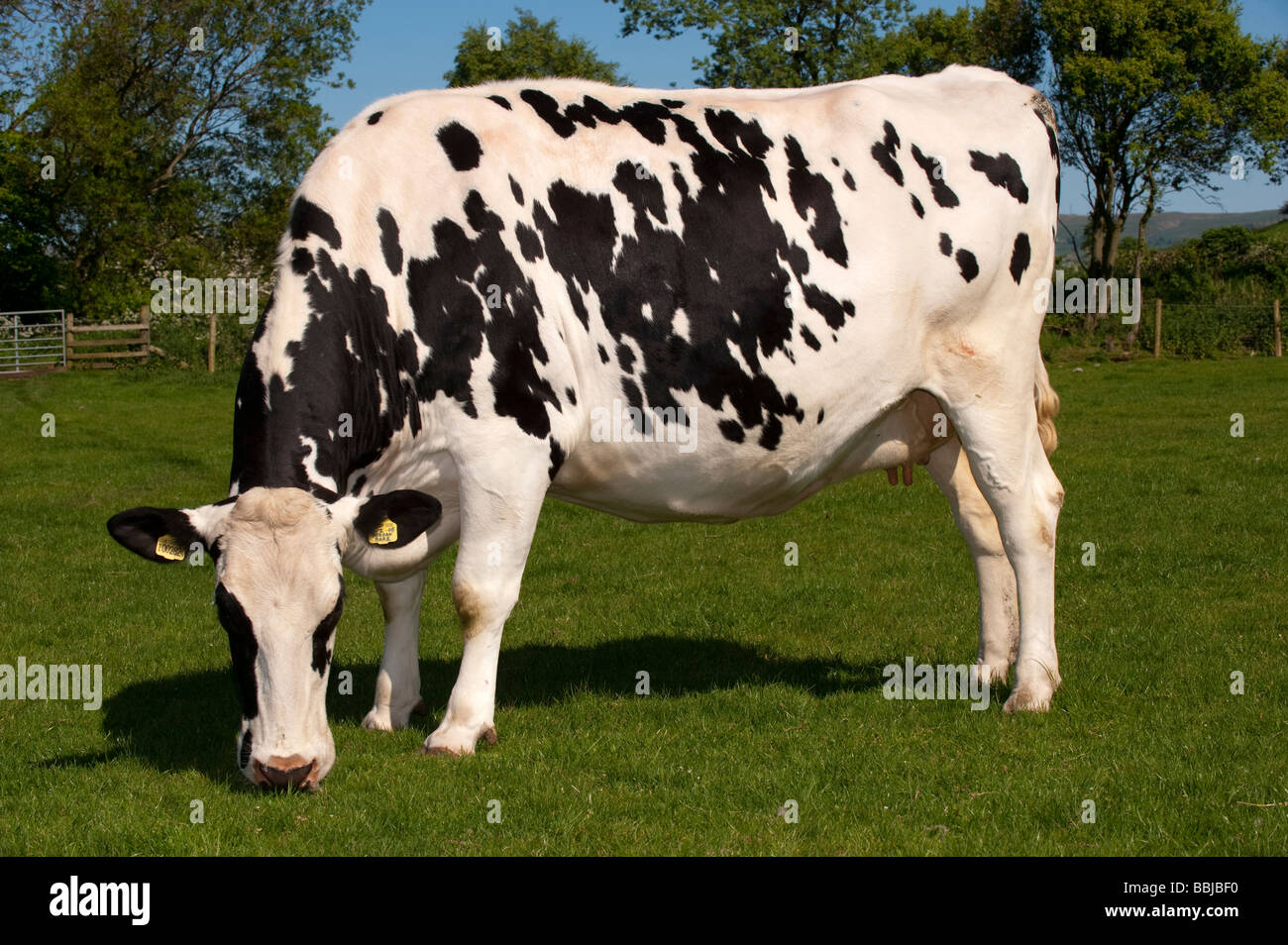 Holstein dairy cow grazing grass Cumbria Stock Photo - Alamy