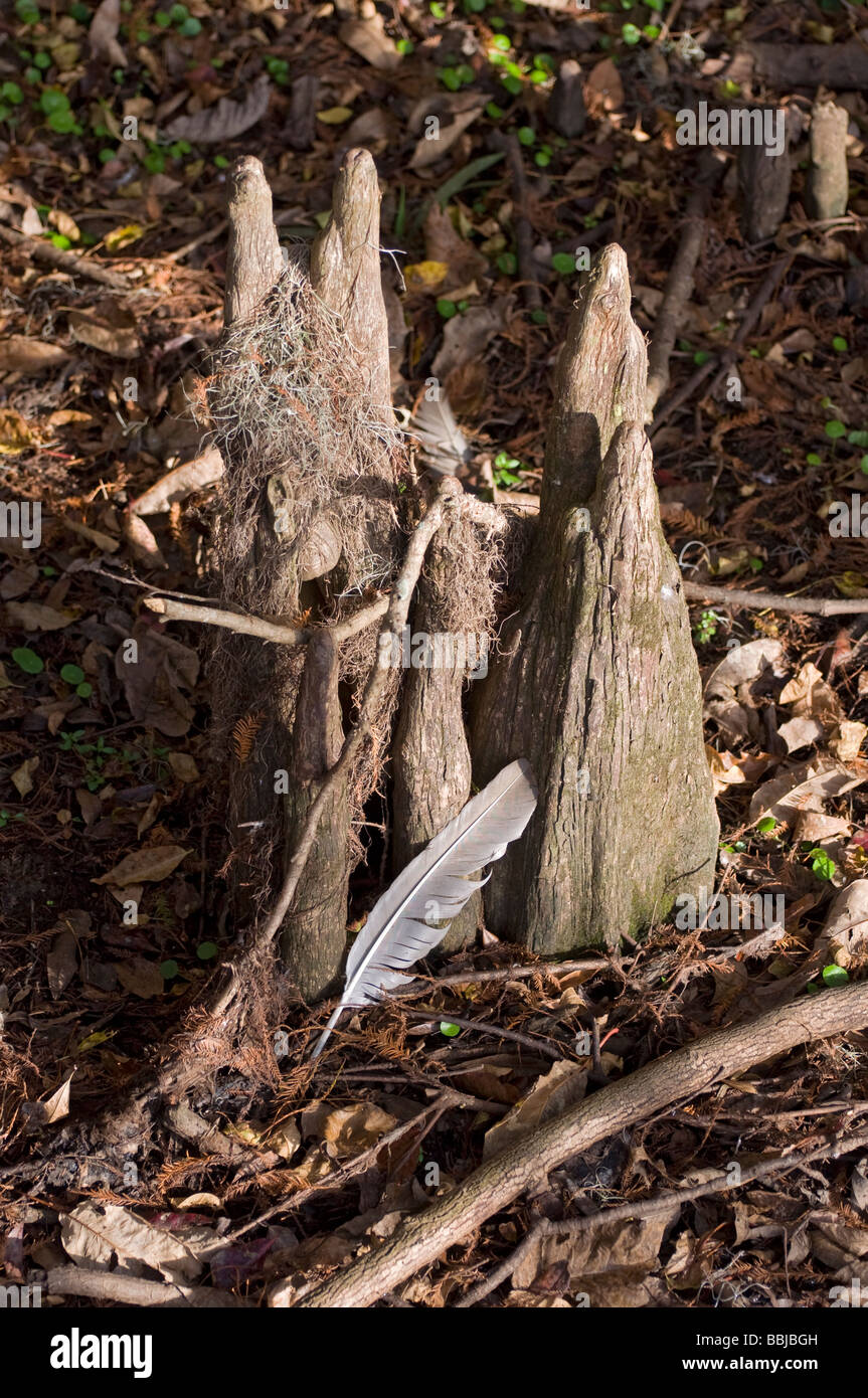 bird feather among the cypress tree knees at Manatee Springs State Park along the Suwannee River North Florida Stock Photo