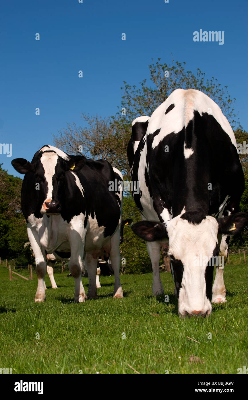 Holstein dairy cattle grazing grass Cumbria Stock Photo - Alamy