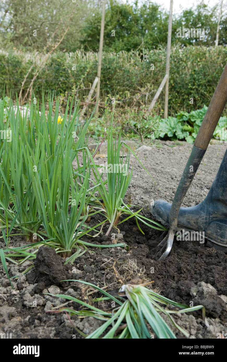 Digging up a crop of Salsify Tragopogon porrifolius on an allotment Sheffield South Yorkshire England Stock Photo