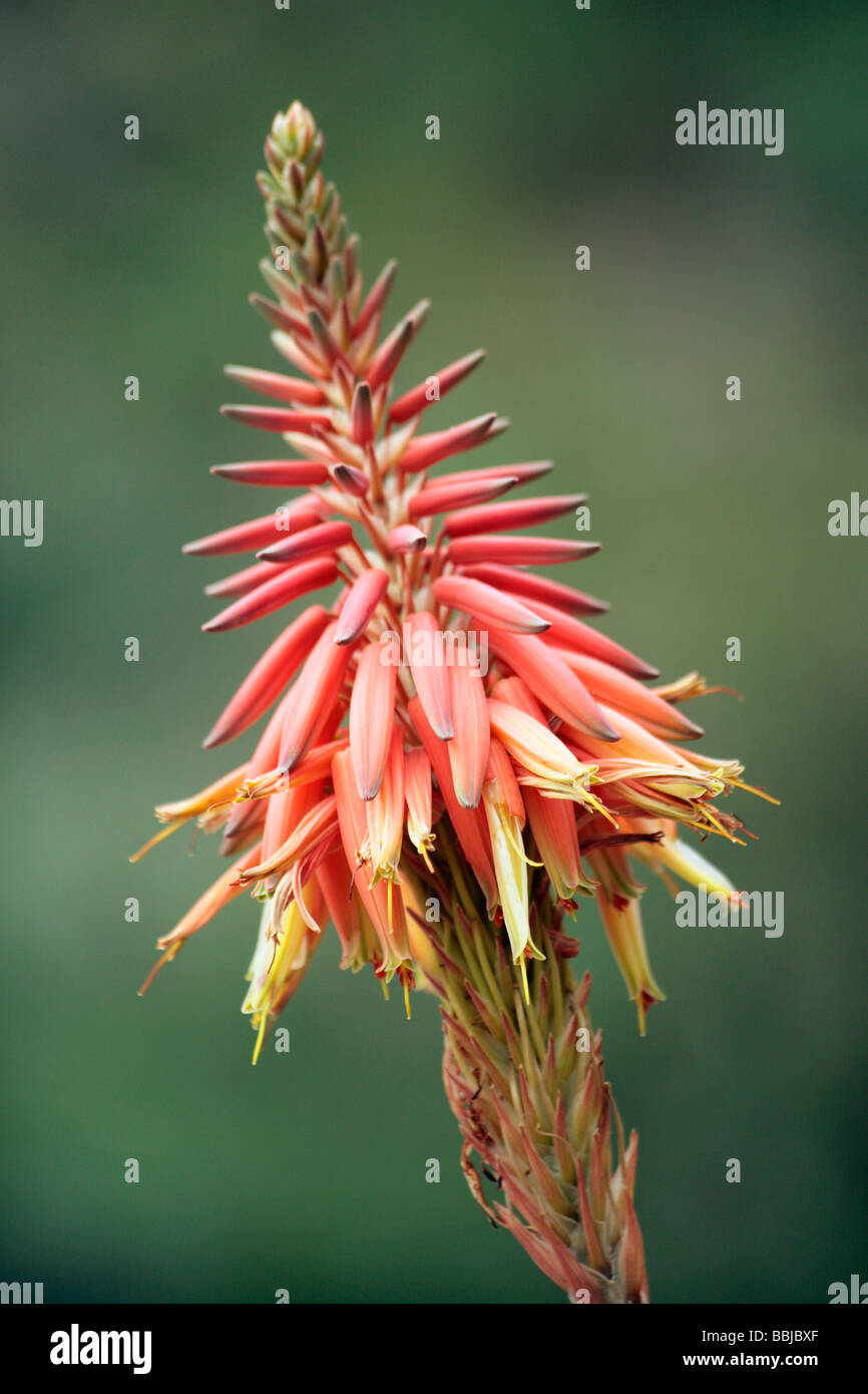 Aloe Cameronie flower with green background Stock Photo