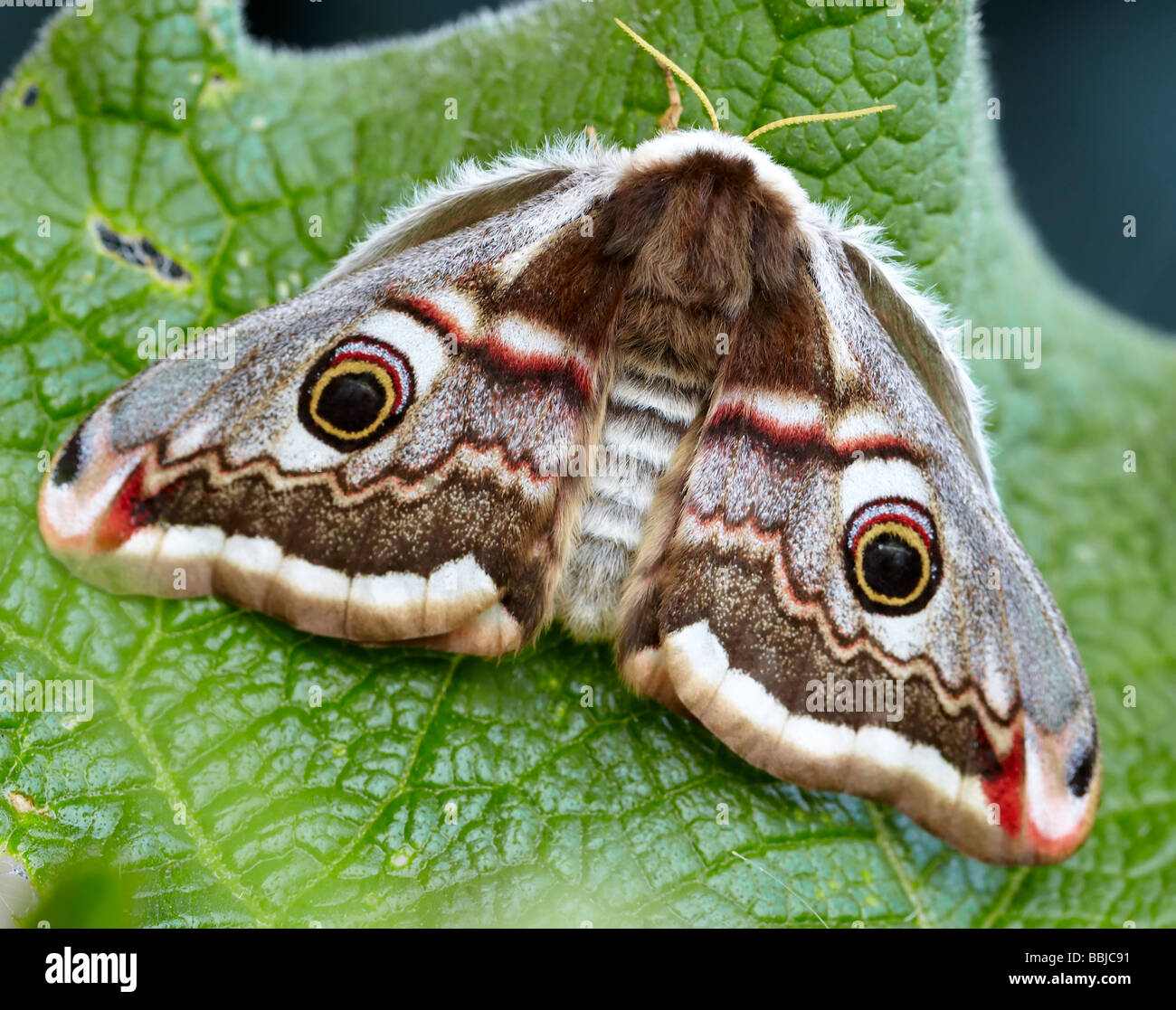Emperor moth ( Pavonia pavonia) Stock Photo