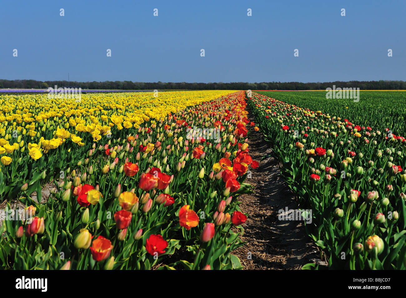 colorful field of tulips in the Netherlands Stock Photo - Alamy