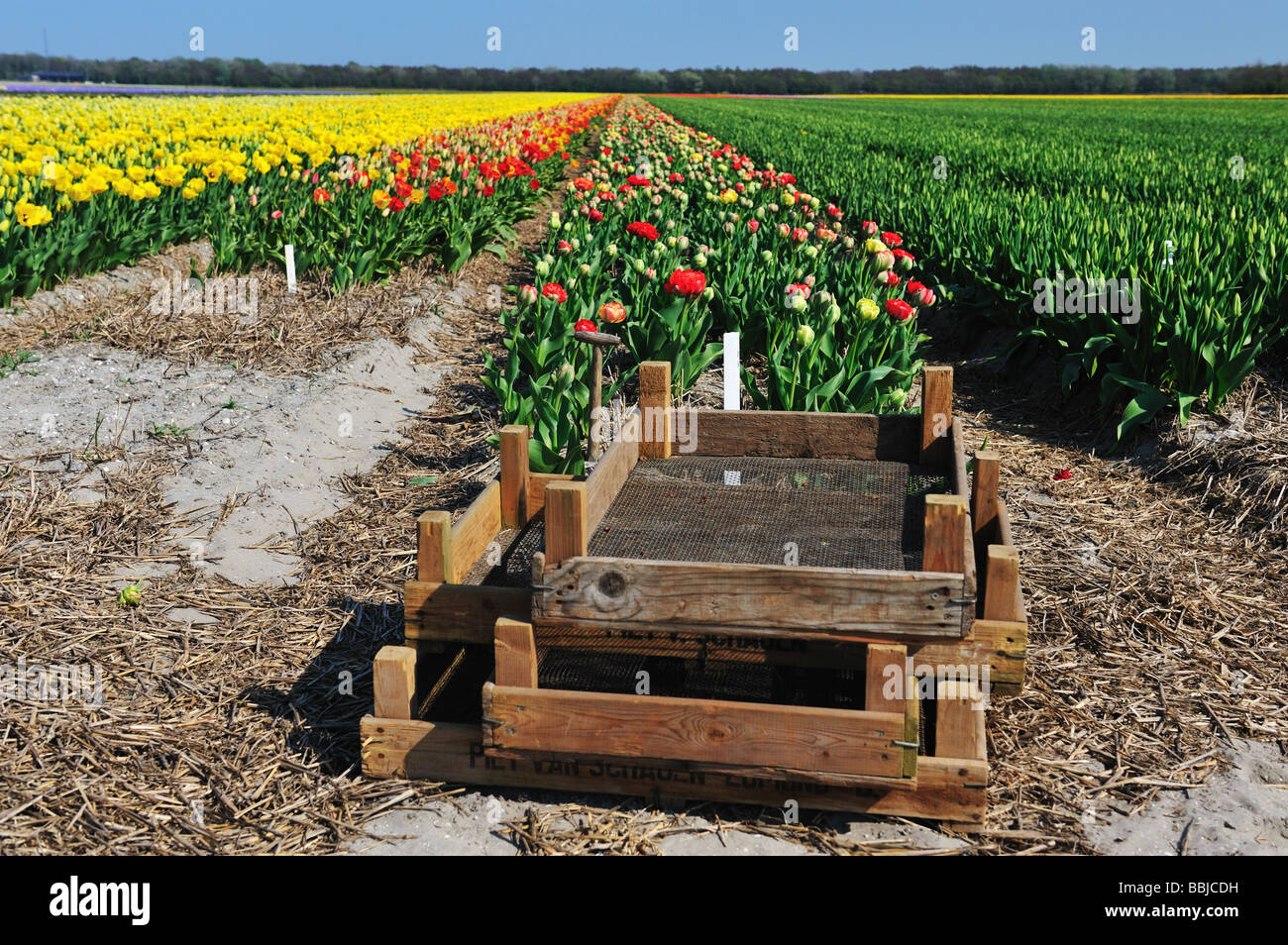 colorful field of tulips in the Netherlands Stock Photo - Alamy