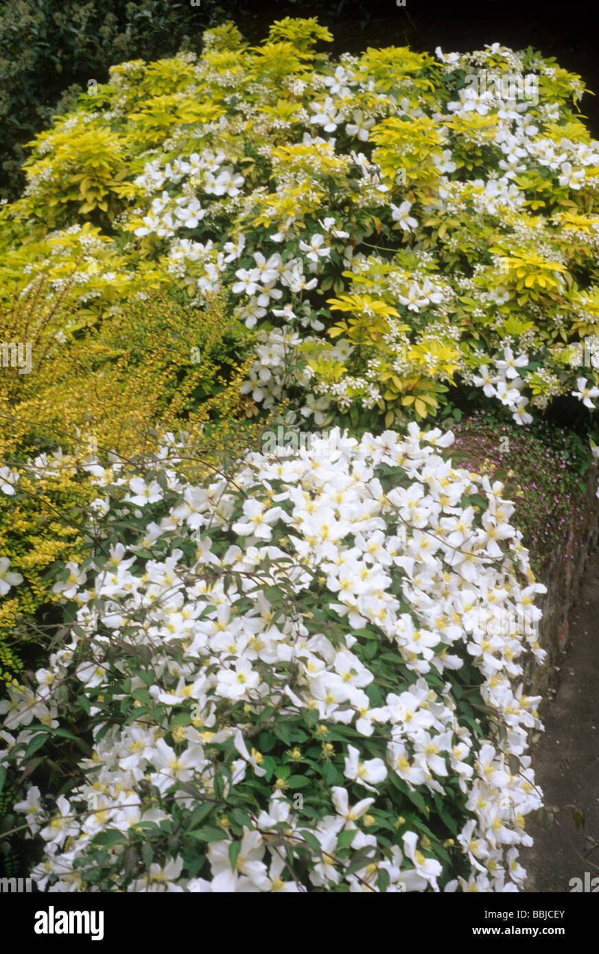 Choisya ternata Sundance and Clematis montana, yellow and white flower flowers colour combination garden plant plants Stock Photo