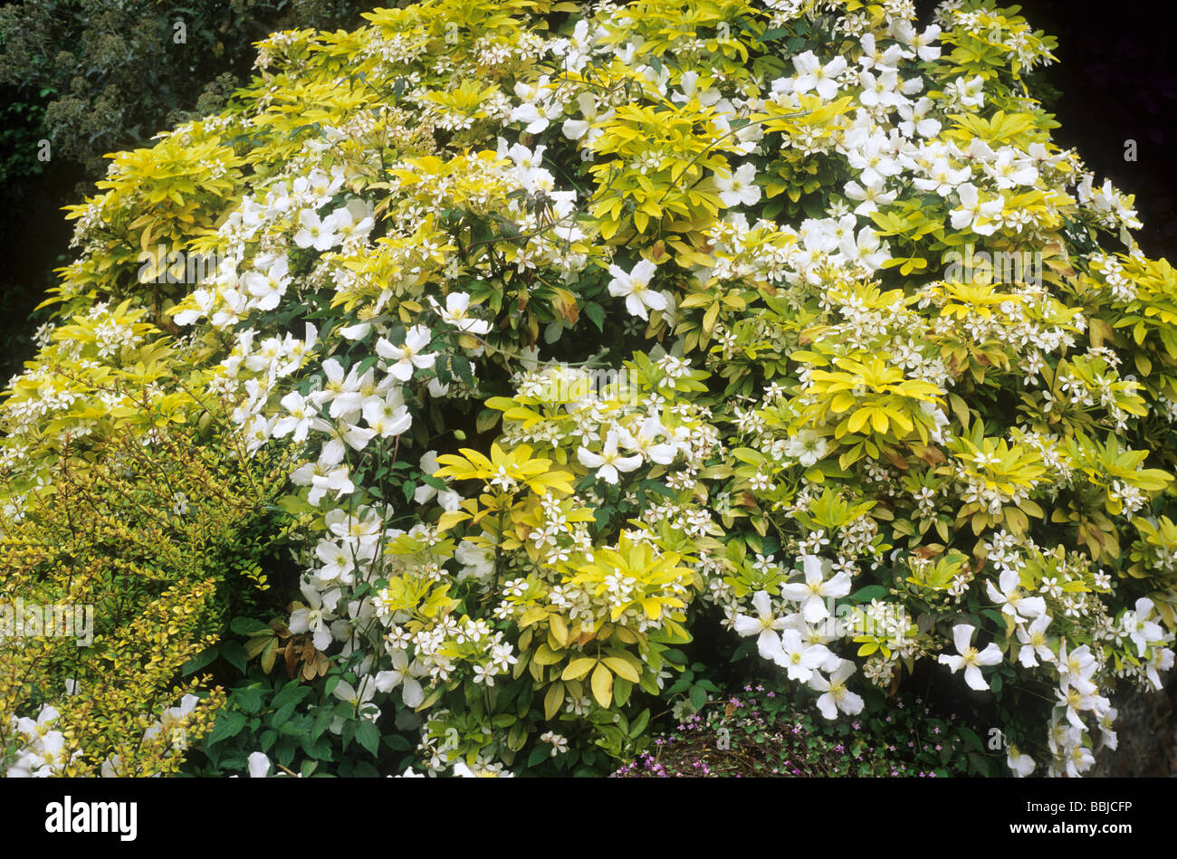 Choisya ternata 'Sundance' and Clematis montana, yellow and white flower flowers colour combination garden plant plants Stock Photo