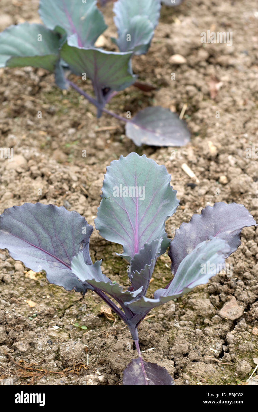 Cabbage 'Red Drumhead' plants, Brassica oleracea, South Yorkshire