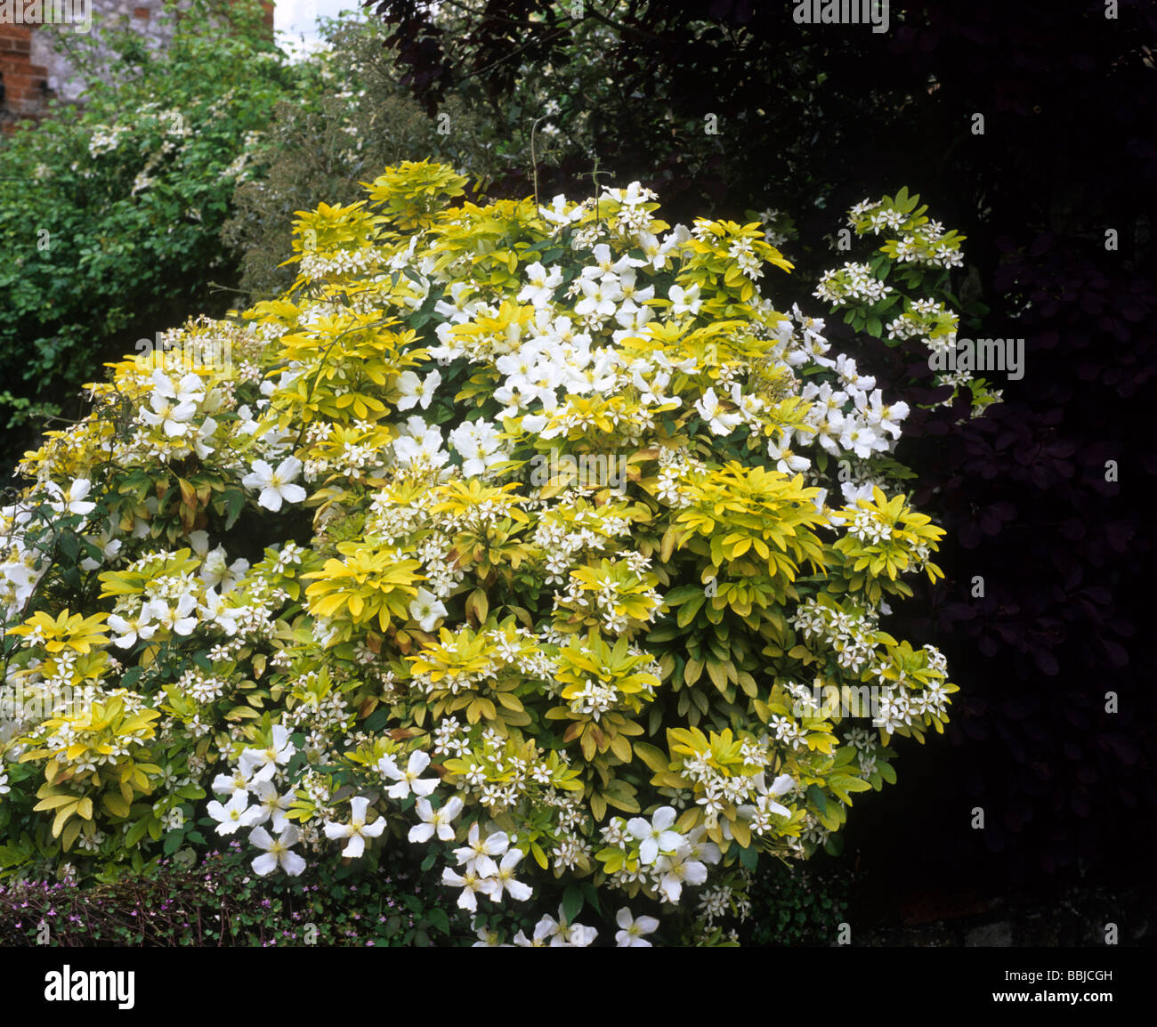 Choisya ternata 'Sundance' and Clematis montana  yellow and white flower flowers colour combination garden plant plants Stock Photo