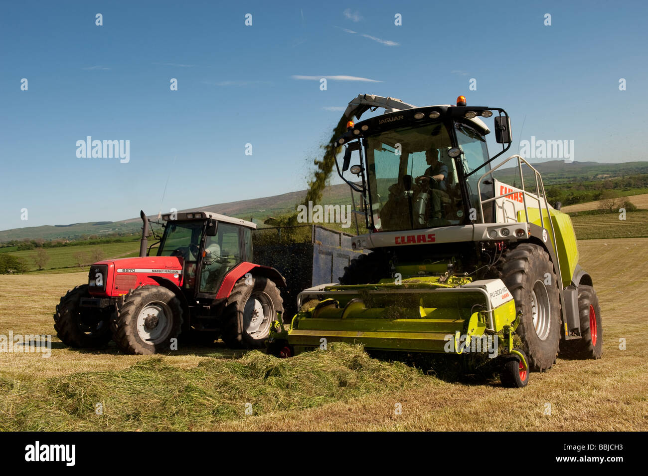 Claas 940 self propelled forage harvestor working in field Filling trailers with chopped grass Cumbria  Stock Photo