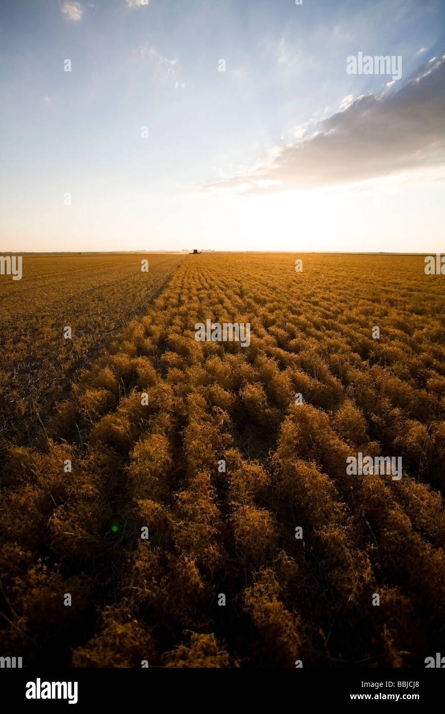 Combining lentils at sunset, Saskatchewan Stock Photo