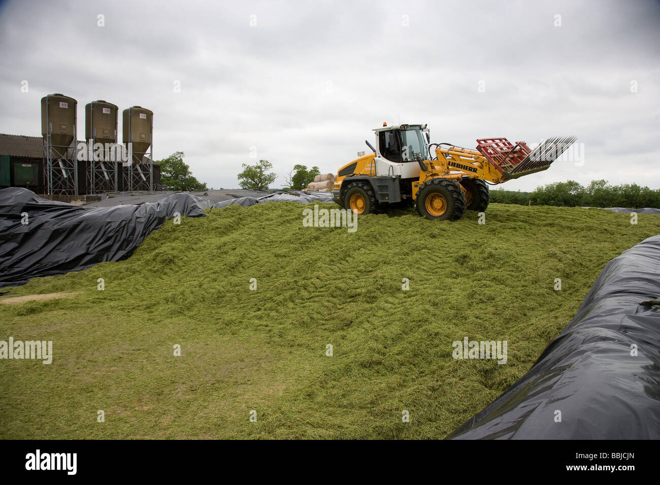 Loader working in a silage clamp Stock Photo Alamy