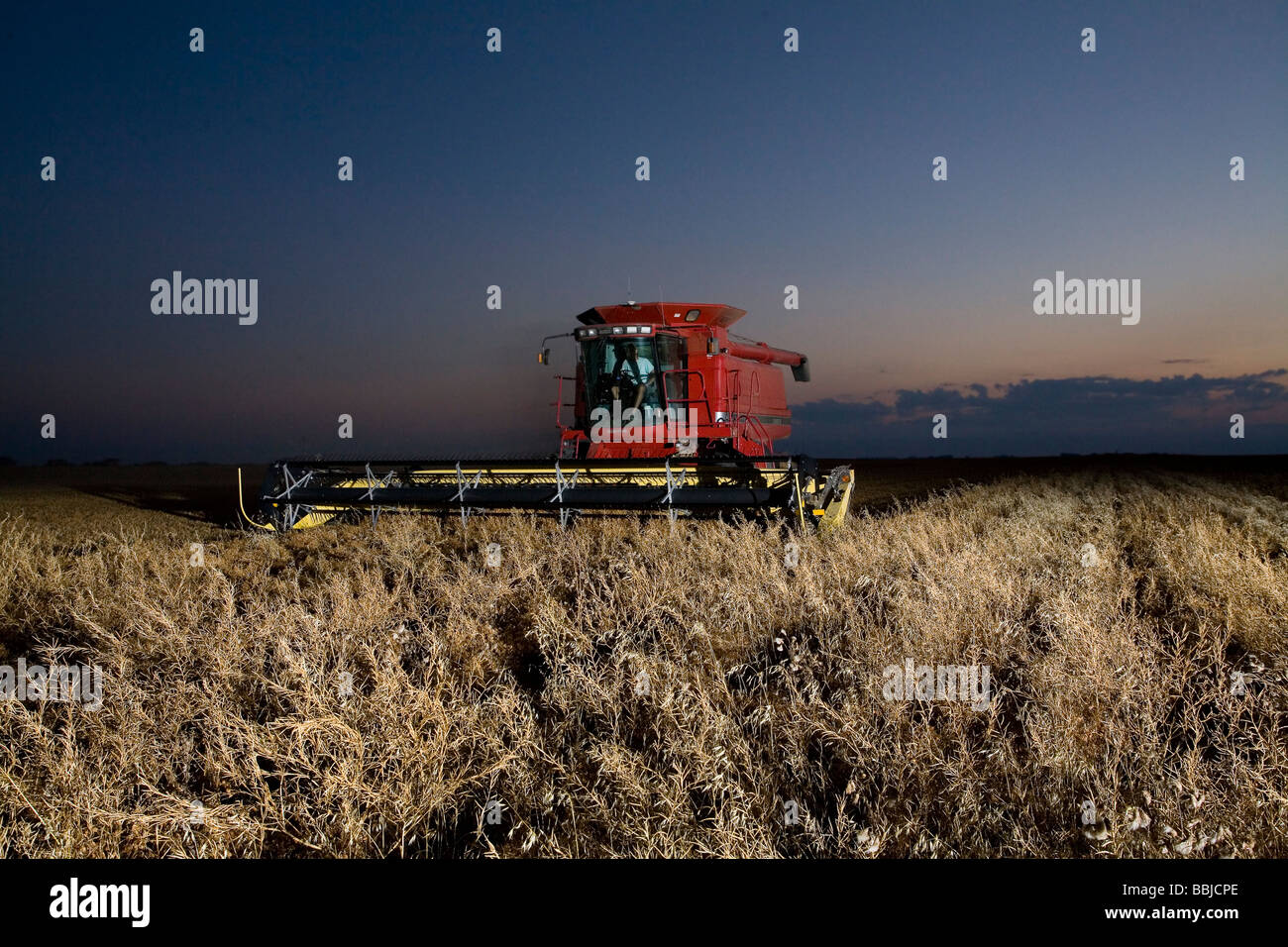 Combining lentils at night, Saskatchewan Stock Photo