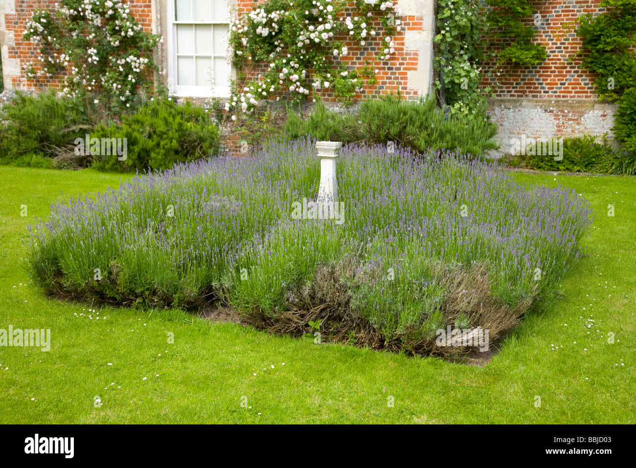 Lavender Stock Photo