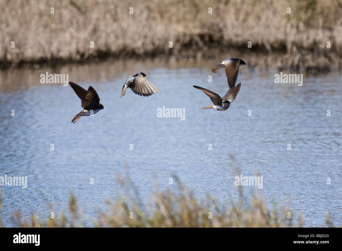 Tree Swallows (Tachycineta bicolor) jockeying for position over their water source. Stock Photo