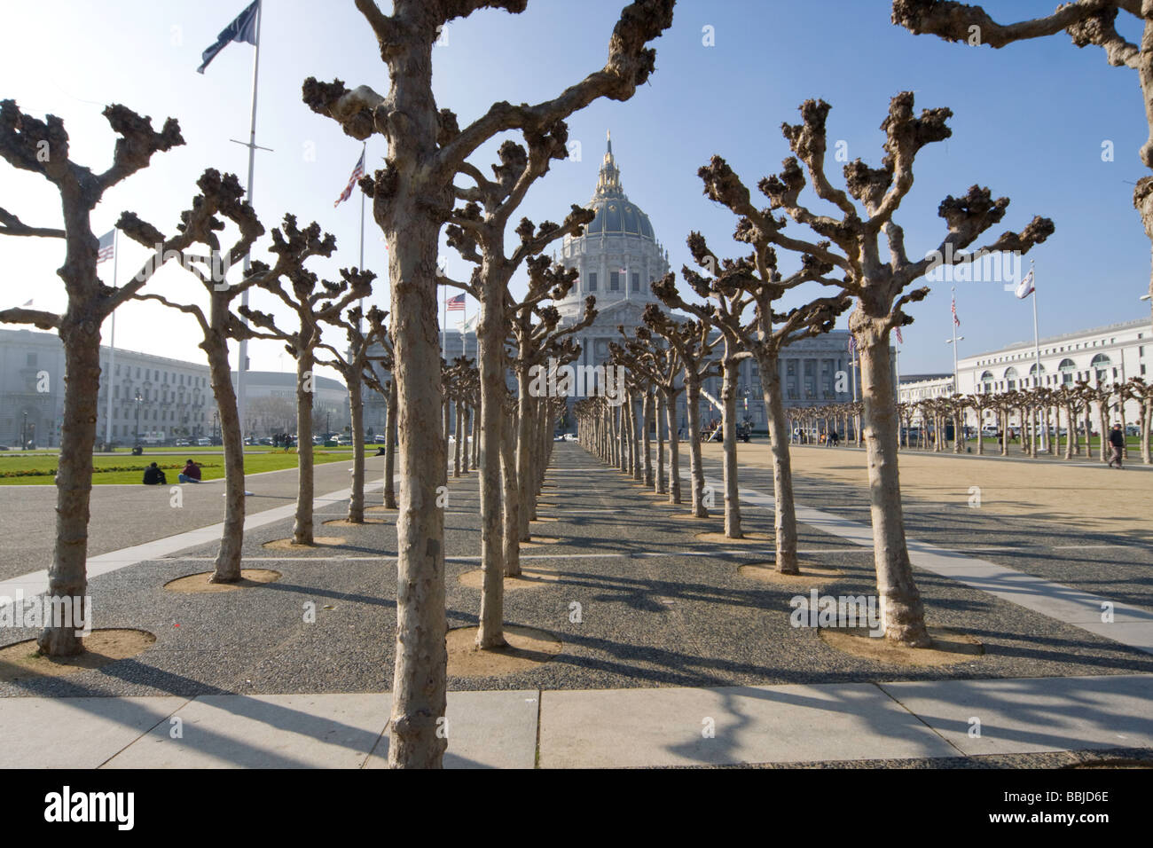 San Francisco Trees