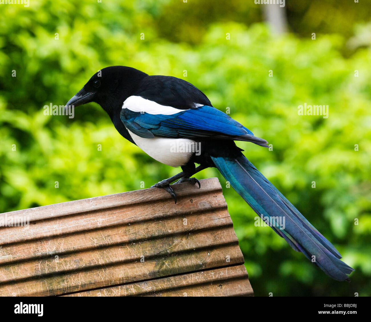 European Magpie, pica pica, perched on top of a bird house. Stock Photo