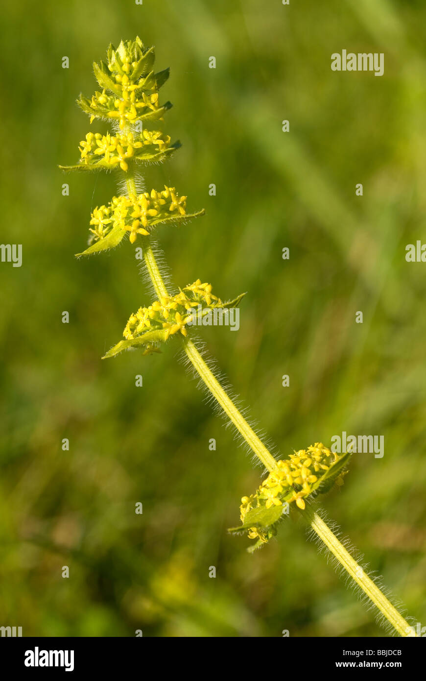 Crosswort (Cruciata laevipes) or Galium cruciata in flower Stock Photo