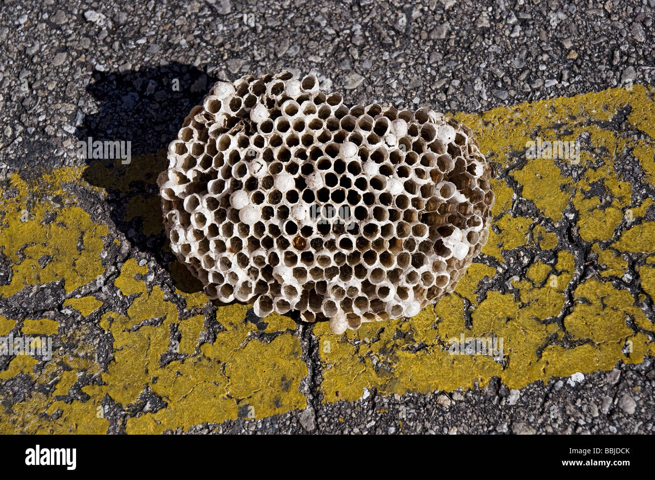 large wasp nest found in street along yellow stripe North Florida Stock Photo
