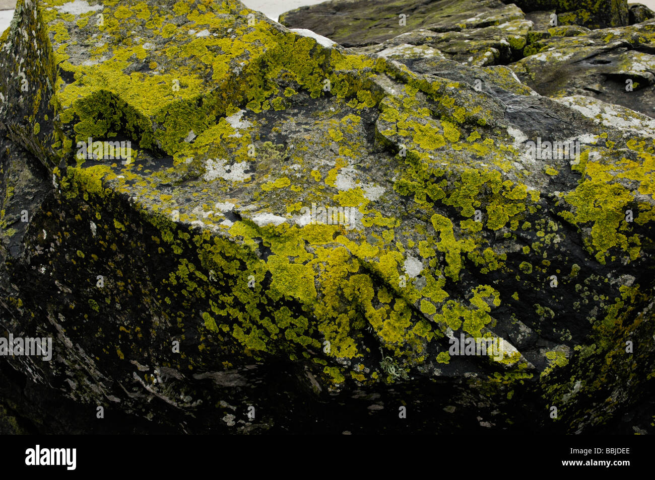 Cornwall rock moss lichen Stock Photo - Alamy