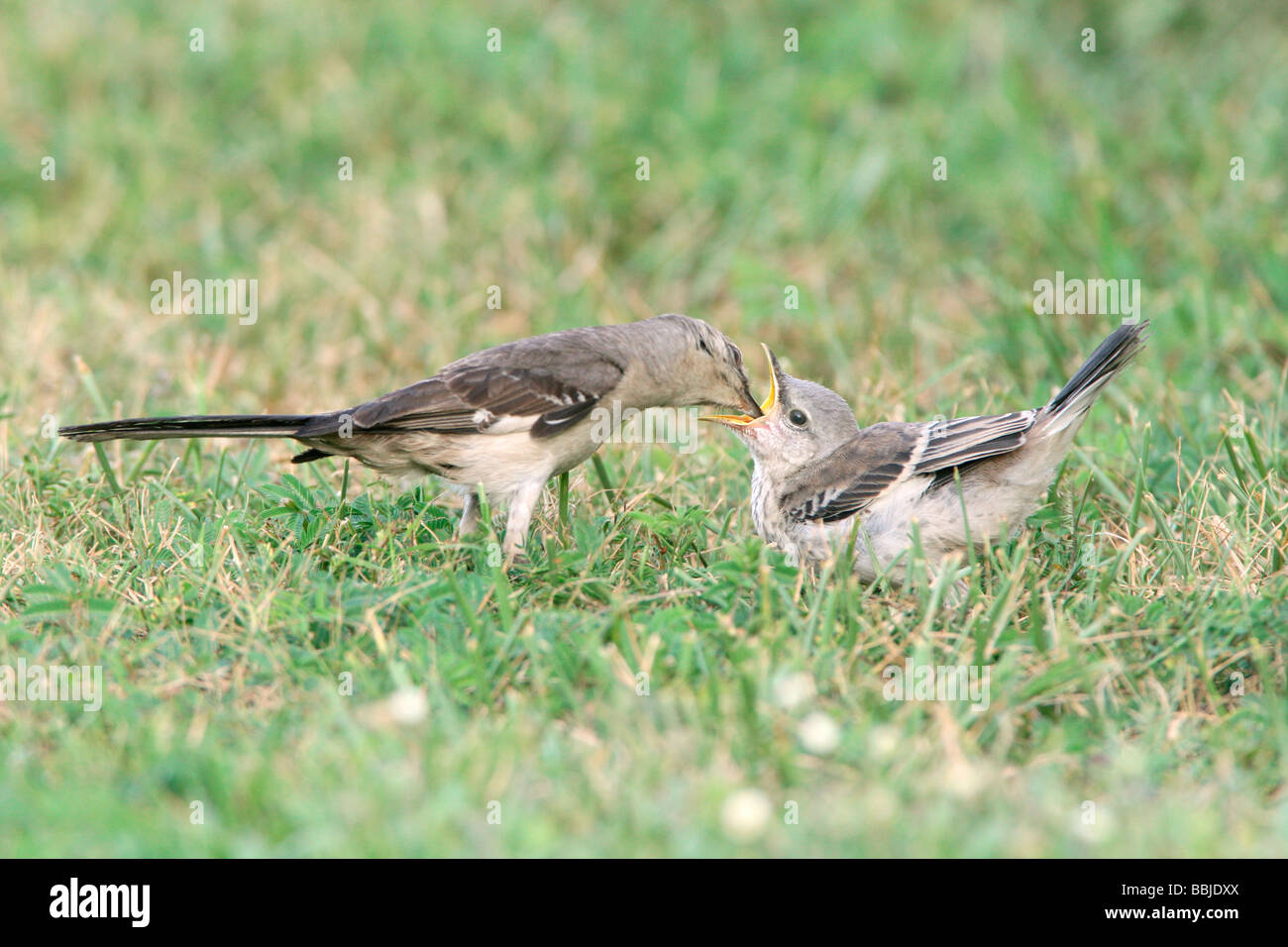 Northern Mockingbird feeding Fledgling Stock Photo Alamy