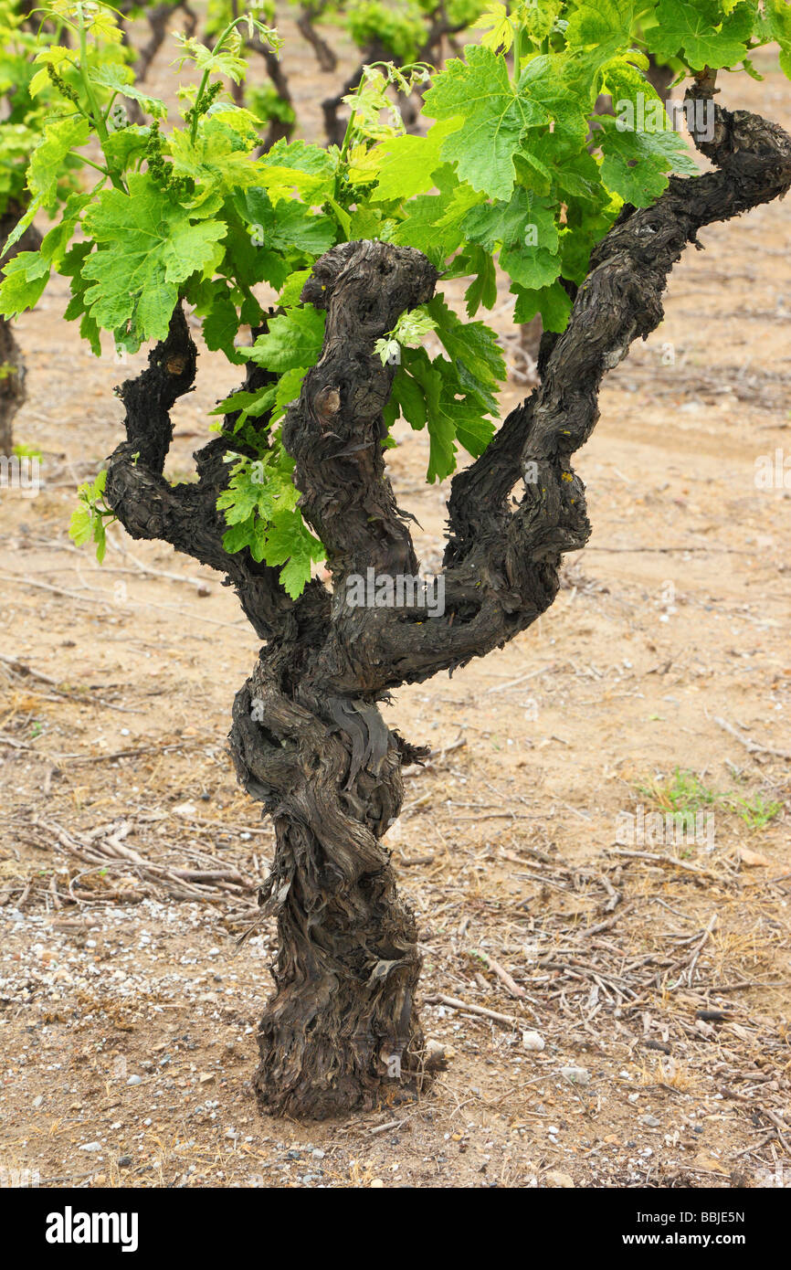 Gnarled vine hotsell